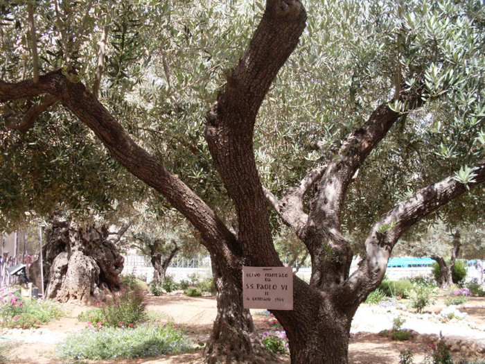 SDC13028 - Israel mai 2011