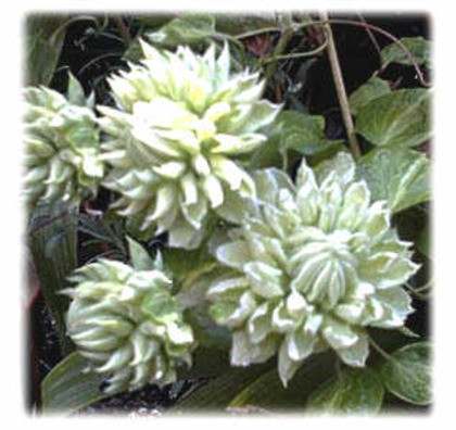 Duchess of Edinburg - CLEMATITE