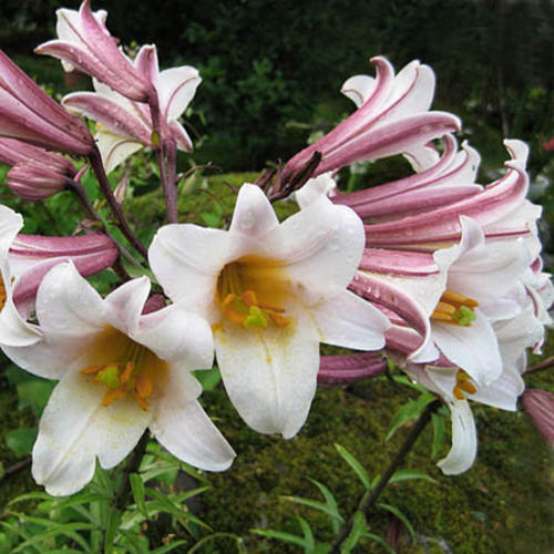 Lilium regale