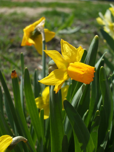 Narcise 1 - Gradina de Flori 2012