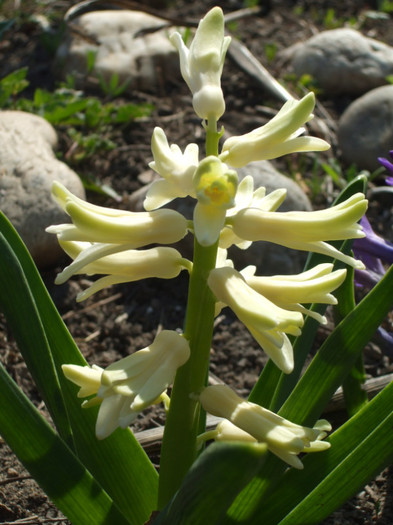 Zambila Alba - Gradina de Flori 2012