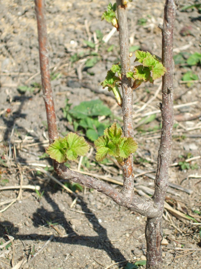 Coacaze - Gradina de Flori 2012