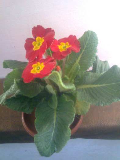 2012 - primula 2012