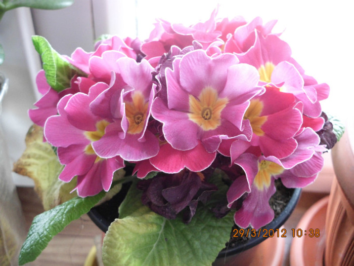 IMG_0055 - primula 2012