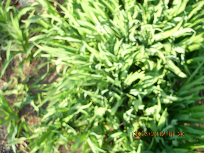 crin galben - flori primavara 2012