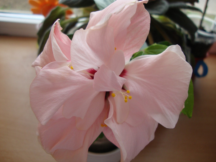  - hibiscusi