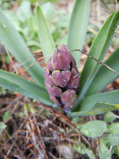 Hyacinth Woodstock (2012, April 01) - Hyacinth Woodstock