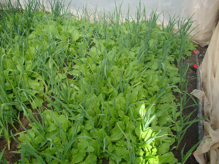 DSC01487 - gradina cu legume 2012