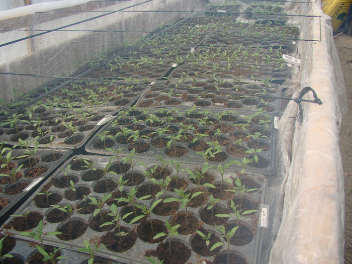 DSC01488 - gradina cu legume 2012