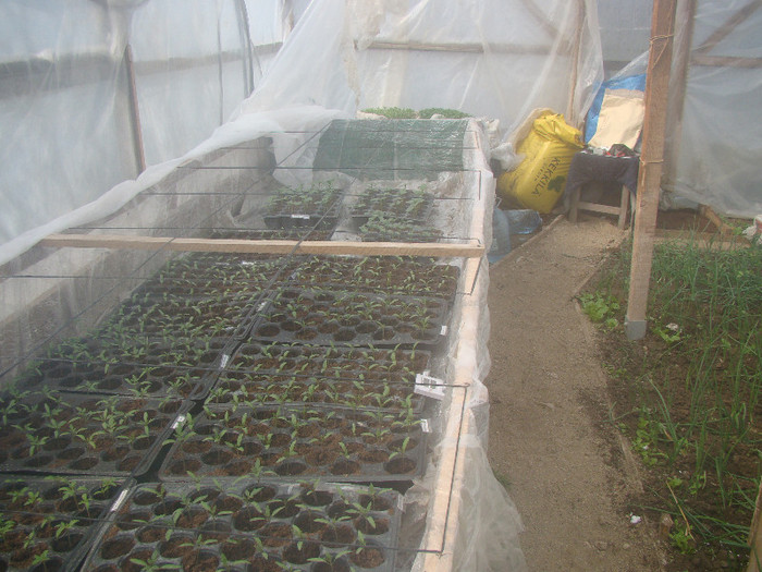 DSC01492 - gradina cu legume 2012