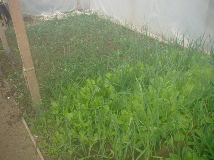 DSC01493 - gradina cu legume 2012