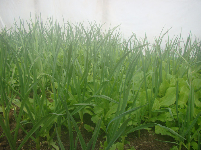 DSC01494 - gradina cu legume 2012