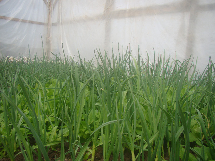 DSC01496 - gradina cu legume 2012