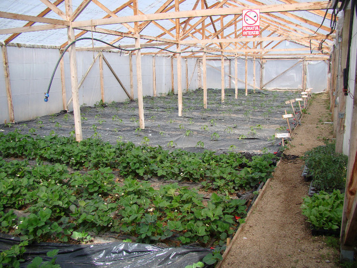 DSC01497 - gradina cu legume 2012