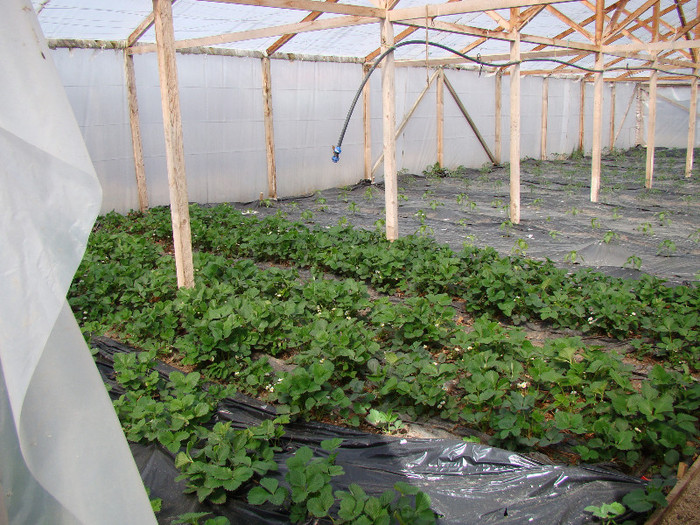 DSC01498 - gradina cu legume 2012