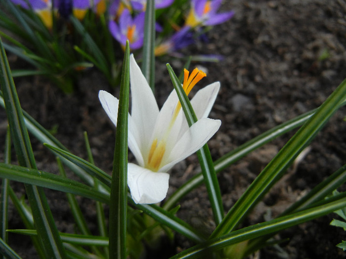 Crocus Jeanne d`Arc (2012, April 03) - Crocus Jeanne d_Arc