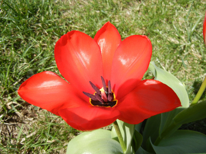 Tulipa Madame Lefeber (2012, April 03)
