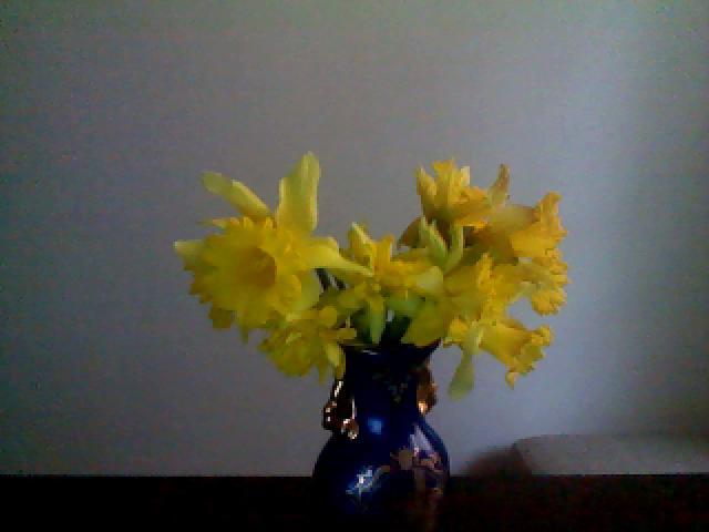 narcise din micuta noastra gardina