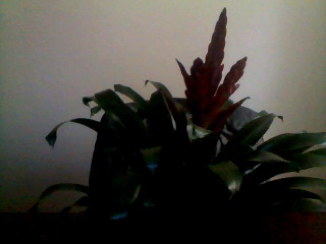 guzmania