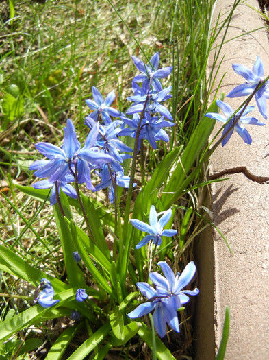 Scilla siberica (2012, April 03) Scilla siberica (2012, April 03)
