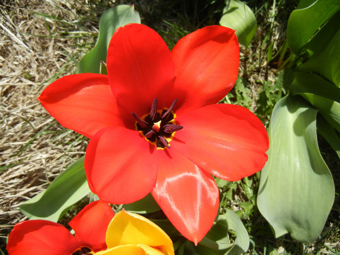 Tulipa Madame Lefeber (2012, April 03)