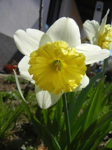 Narcissus Ice Follies (2012, April 03) - Narcissus Ice Follies