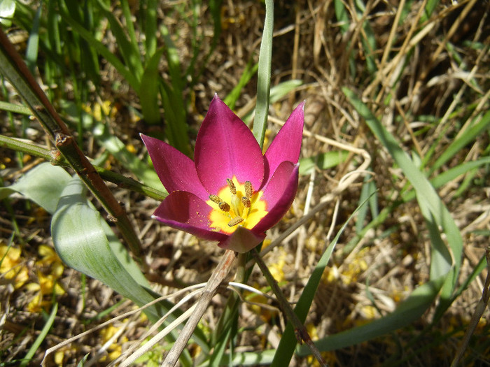 Tulipa Persian Pearl (2012, April 03) Tulipa Persian Pearl (2012, April 03)