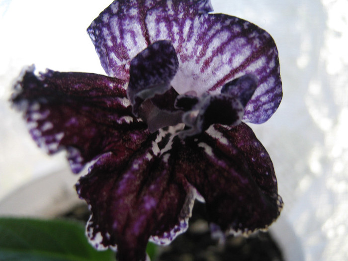  - streptocarpus Mamba 6  Piotr Kleszczynski