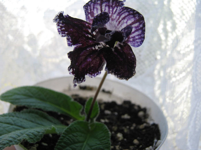  - streptocarpus Mamba 6  Piotr Kleszczynski