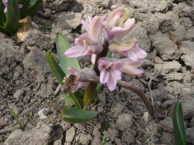 P1100898