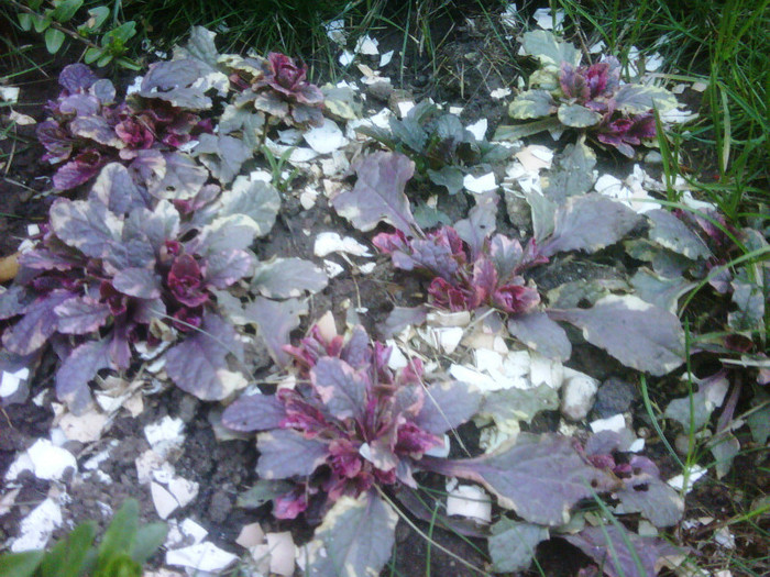 Ajuga reptans "Burgundy Glow"