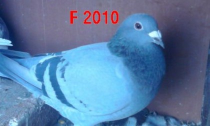 F-2010 - porumbei zburatii cu si fara pedigree