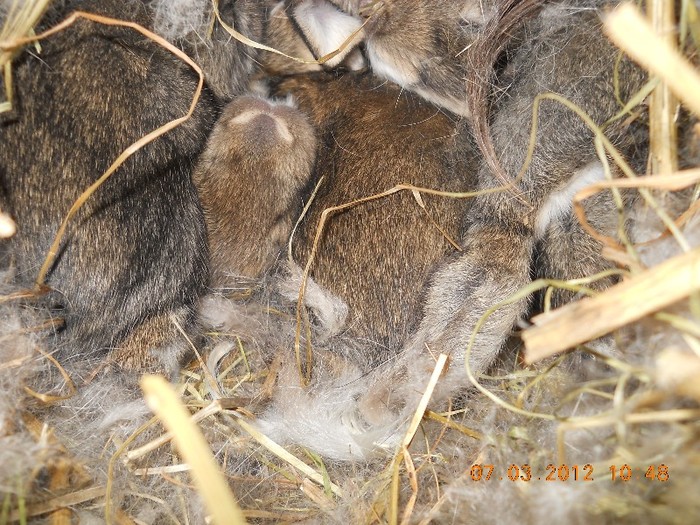 DSCN0868 - iepurii mei 2012