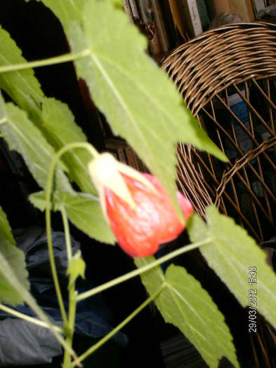 HPIM8184 - Abutilon_2012