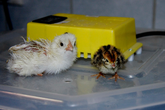 FRATI DE INCUBATOR - Prepelite Japoneze -coturnix coturnix japonica