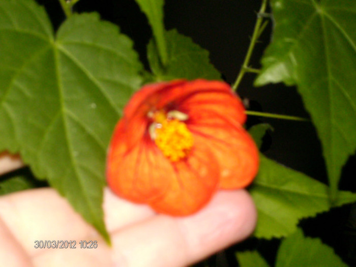 HPIM8186 - Abutilon_2012