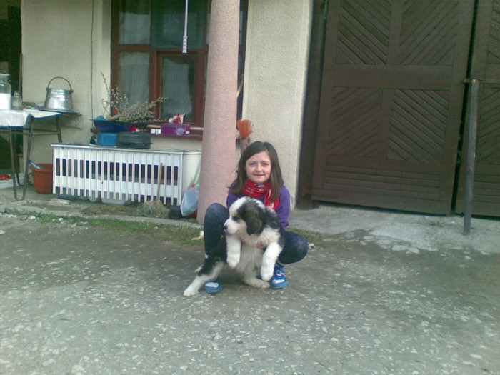 02042012(003) - caini ciobanesti de bucovina care au fost sau sunt in proprietatea mea