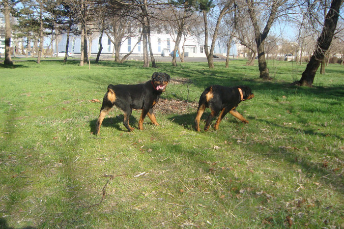 DSC02913 - rottweileri - 6 luni