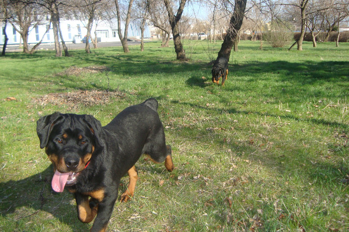 DSC02914 - rottweileri - 6 luni