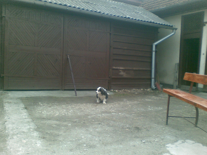 02042012(005) - caini ciobanesti de bucovina care au fost sau sunt in proprietatea mea
