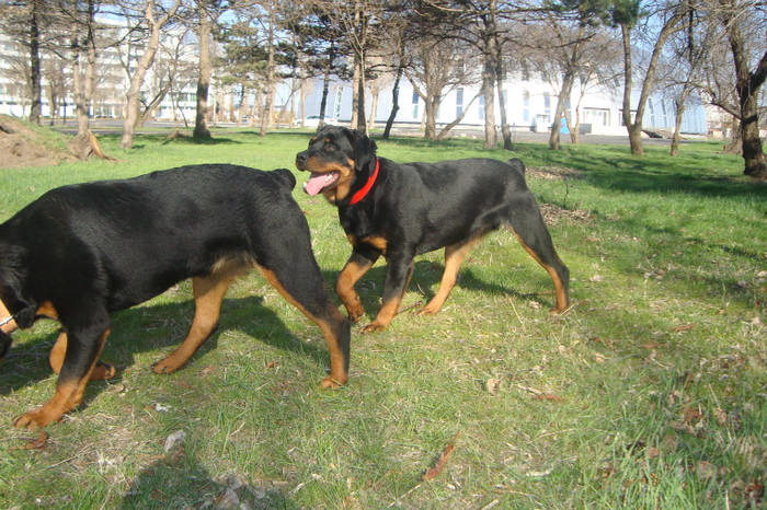 DSC02919 - rottweileri - 6 luni