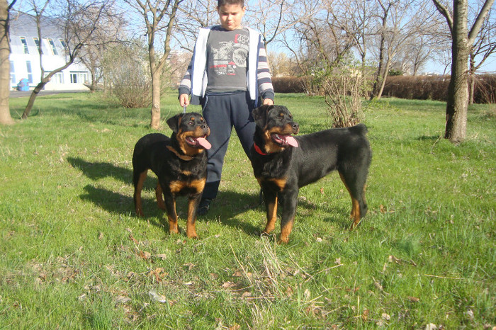 DSC02940 - rottweileri - 6 luni