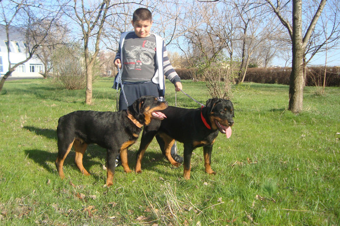 DSC02941 - rottweileri - 6 luni