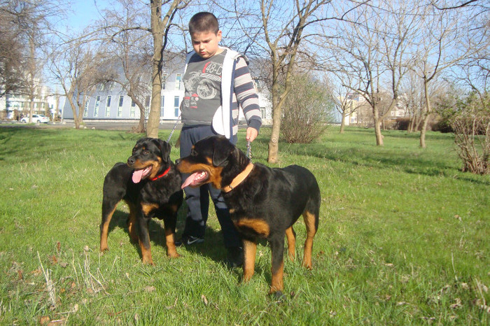 DSC02943 - rottweileri - 6 luni