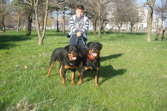 DSC02950 - rottweileri - 6 luni