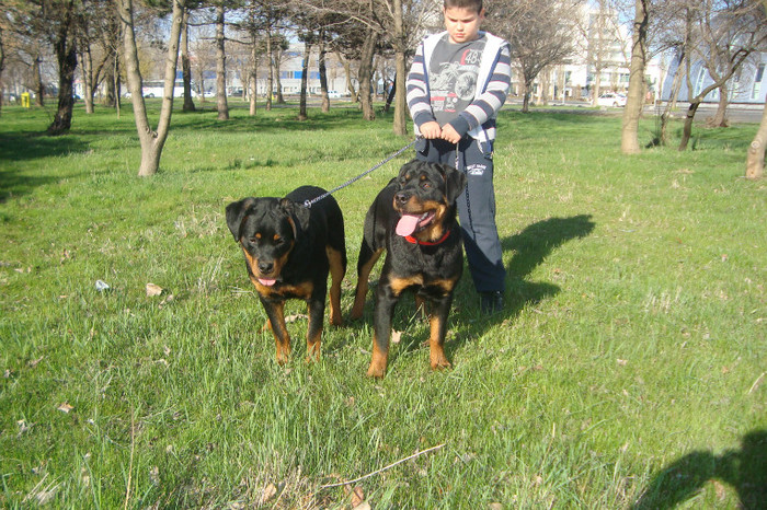 DSC02954 - rottweileri - 6 luni