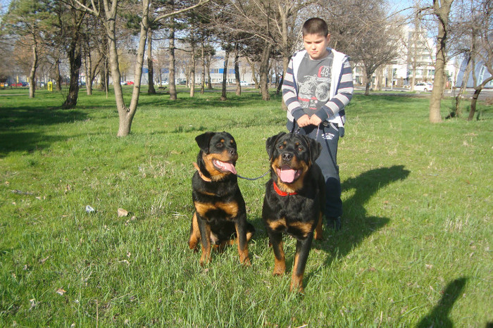 DSC02956 - rottweileri - 6 luni