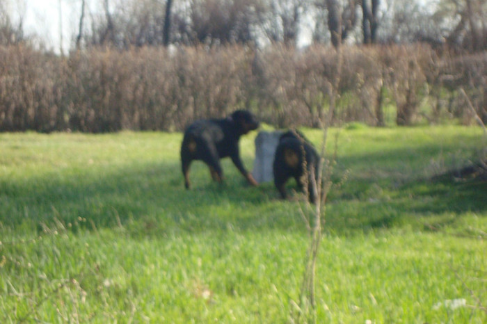 DSC02961 - rottweileri - 6 luni