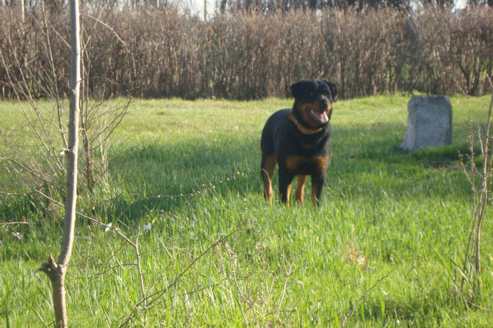 DSC02962 - rottweileri - 6 luni