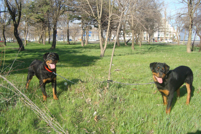 DSC02966 - rottweileri - 6 luni